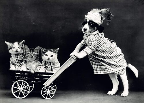 Poster Hond & Kittens - Vintage