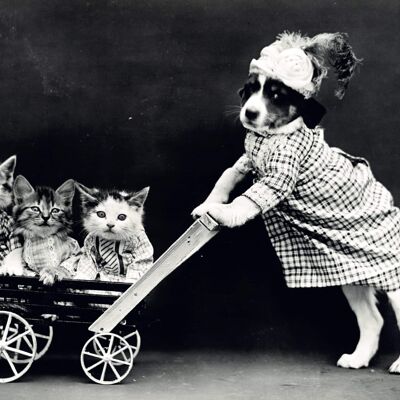 Póster Perro y gatitos - Vintage
