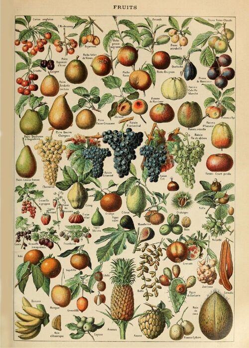 Poster Vintage Fruit - Millot