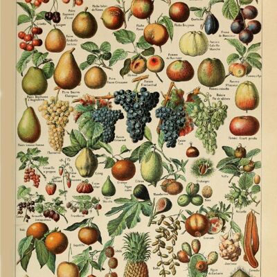 Poster Vintage Obst - Millot