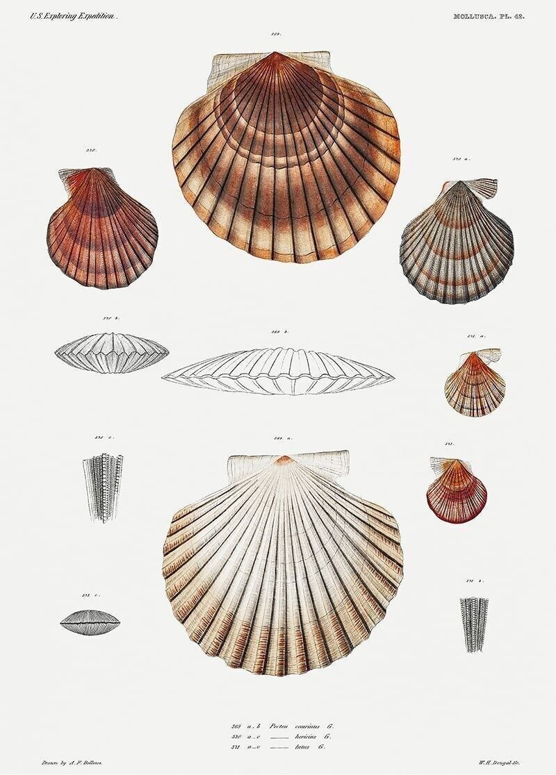Poster Vintage Muscheln