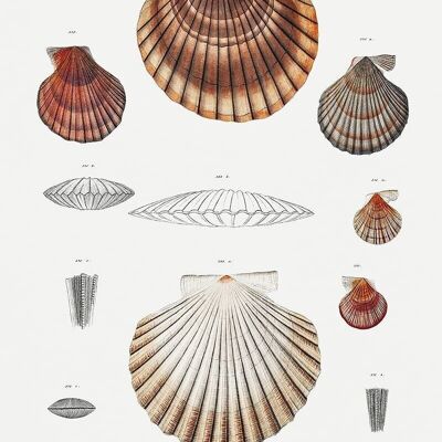 Poster Vintage Shells