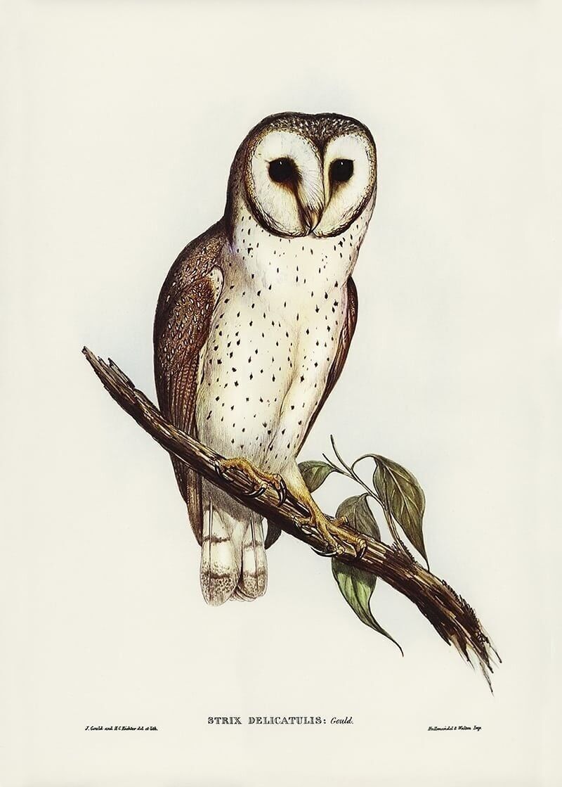Poster Owl on Tree Branch - Vintage Animals
