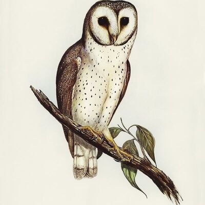 Poster Owl on Tree Branch - Vintage Animals