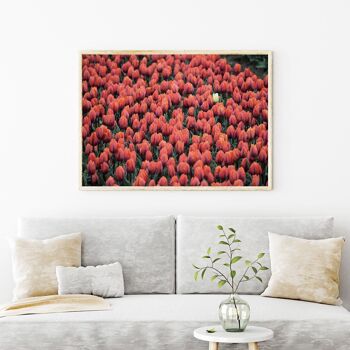 Affiche Botanique Tulipes 2