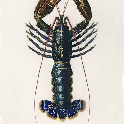 Poster Vintage Lobster - Animals