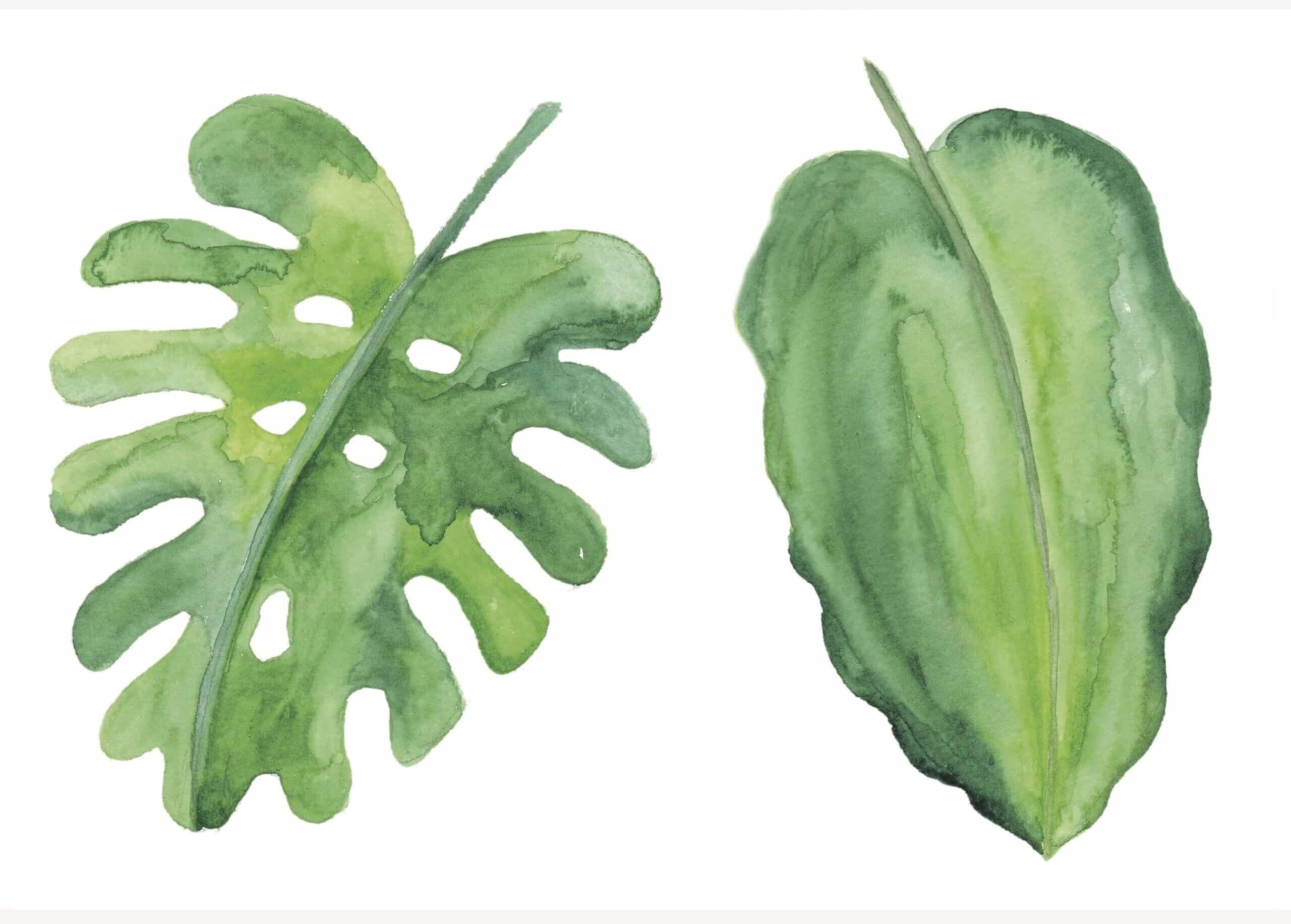 Poster Grüne Blätter - Botanisch