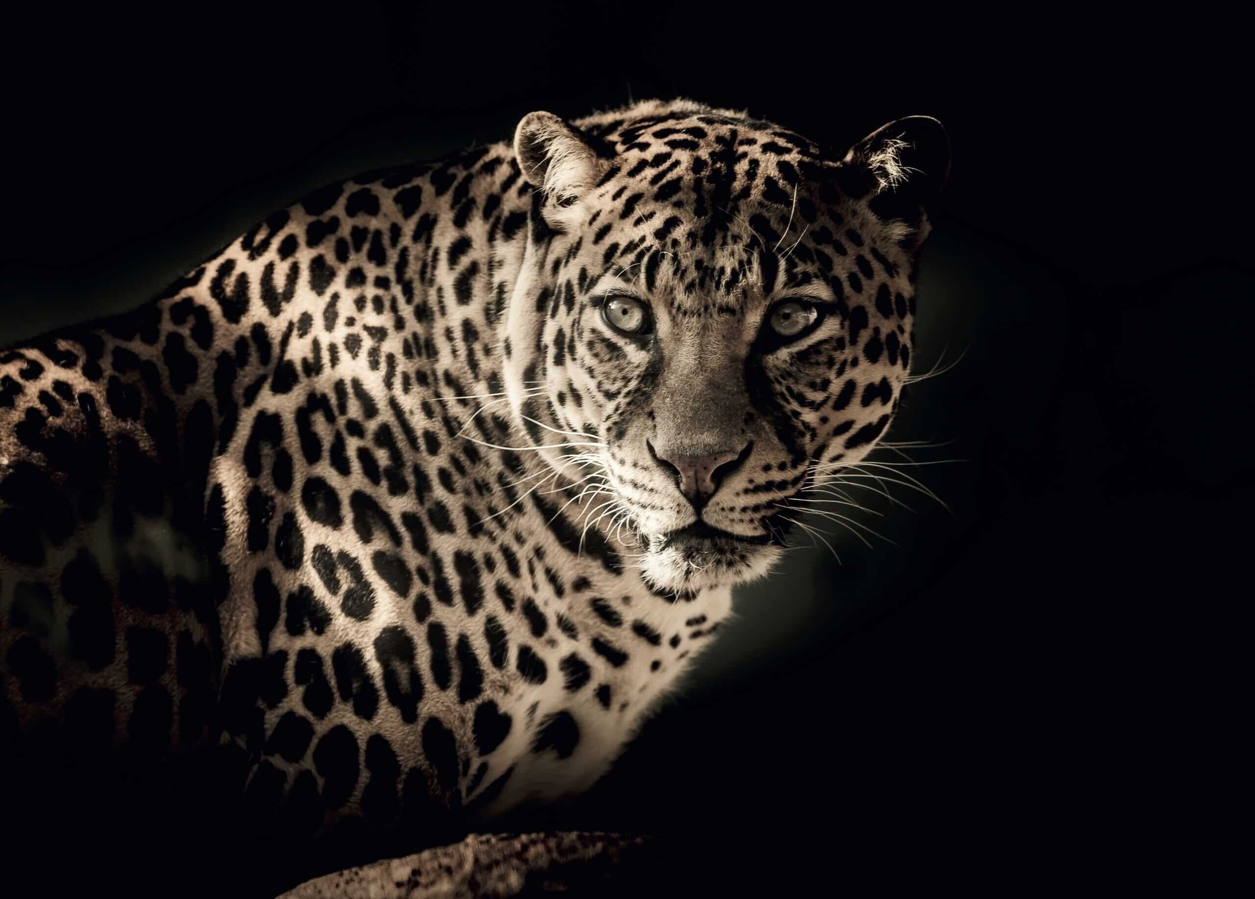 Afrikanisches Leoparden-Poster