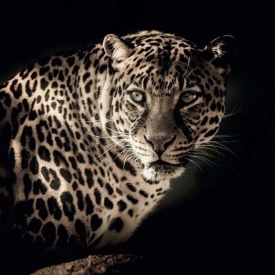 Poster di leopardo africano