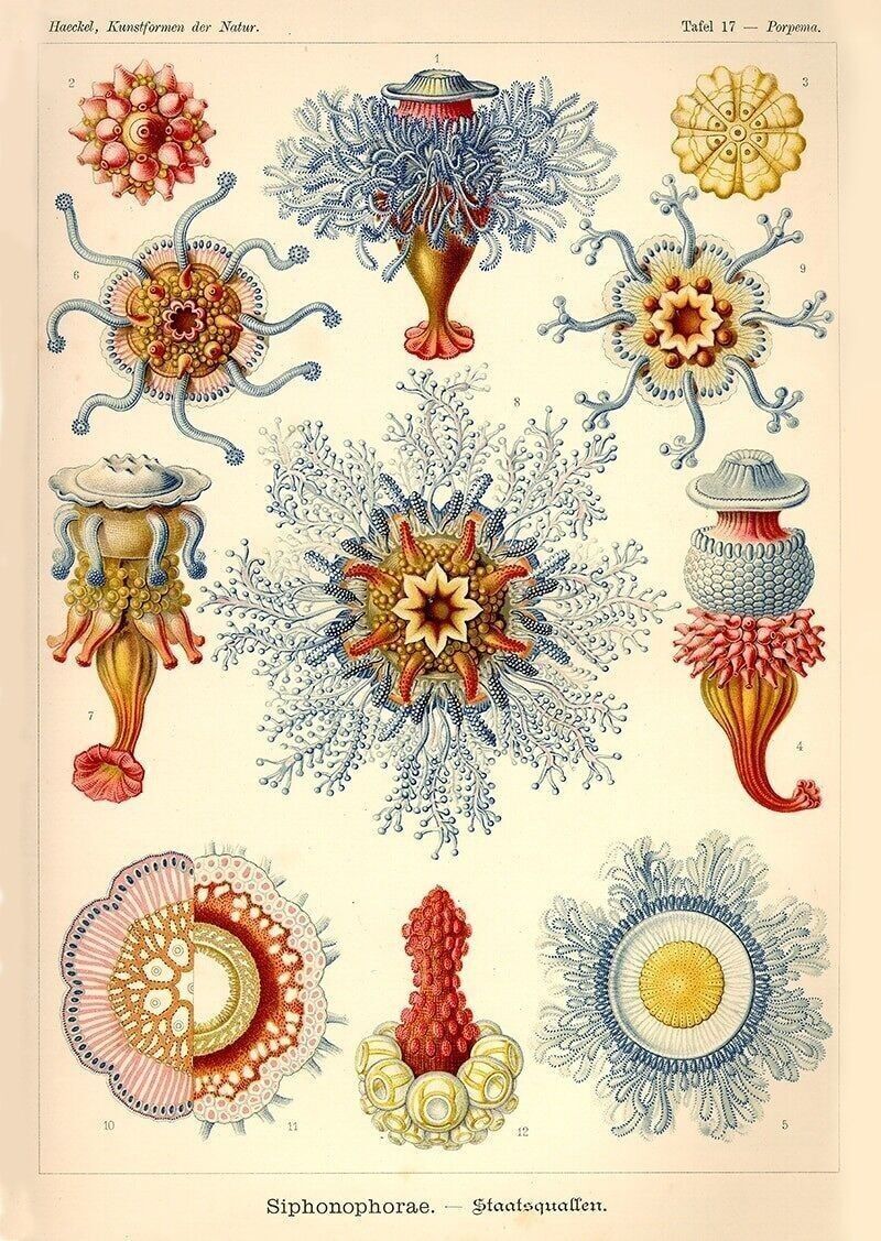 Póster Ernst Haeckel - Siphonophore