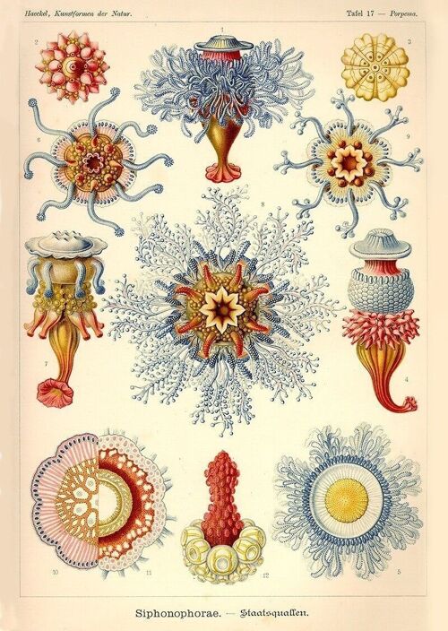 Poster Ernst Haeckel - Siphonophore