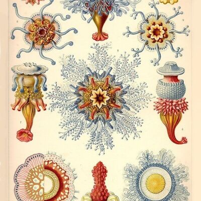 Poster Ernst Haeckel - Sifonoforo