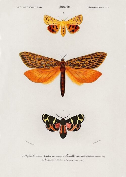 Poster Vintage Insecten - Dieren