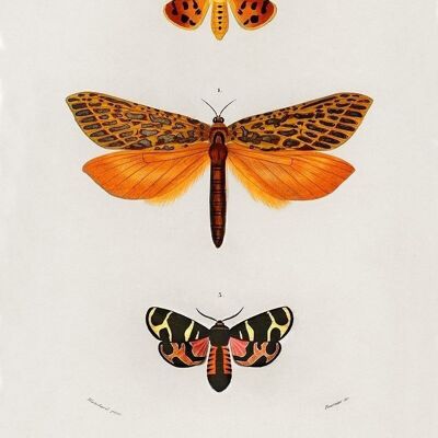 Poster Vintage Insecten - Dieren