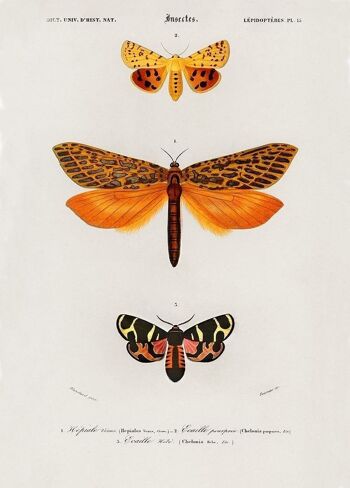 Affiche Vintage Insectes - Animaux 1