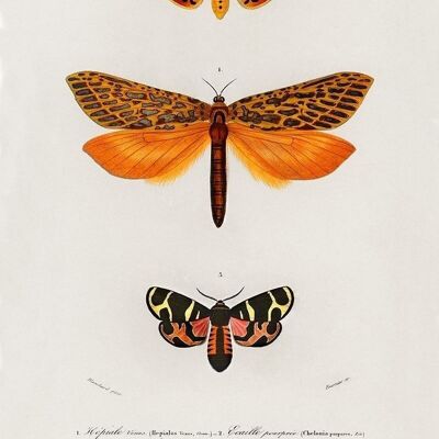 Poster Vintage Insects - Animals