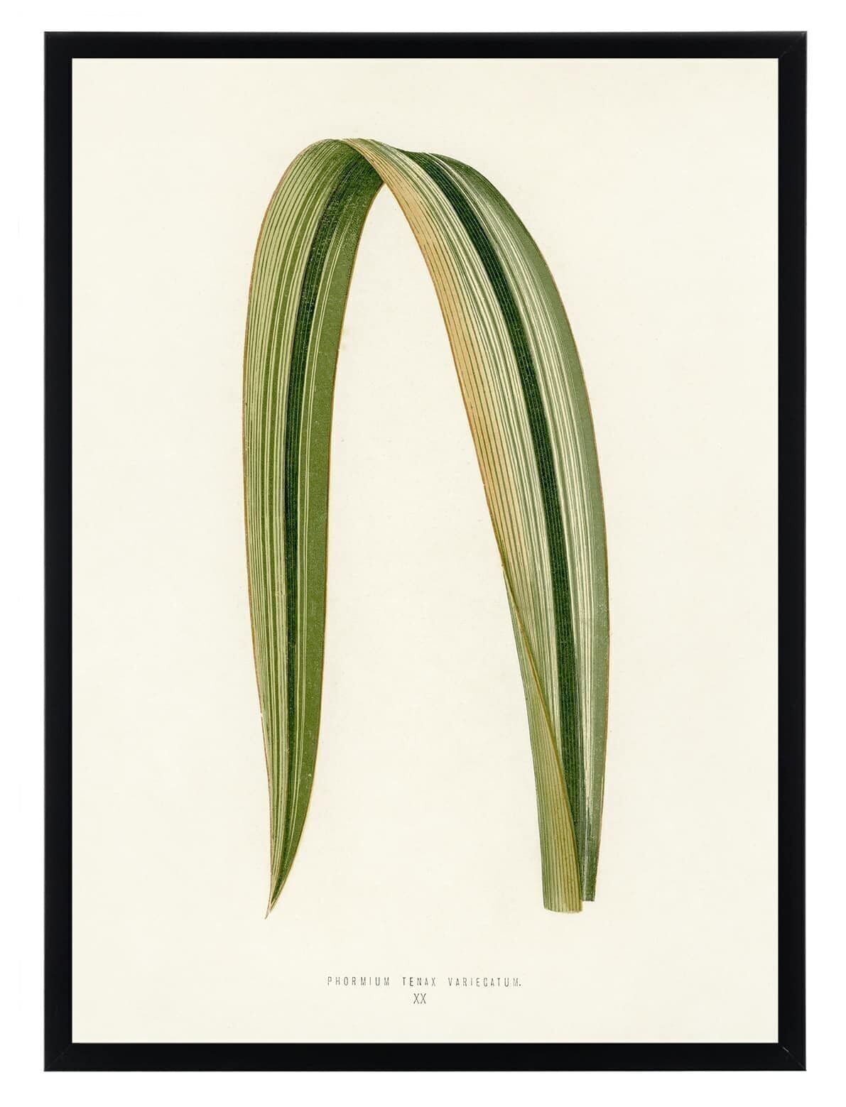 Poster Pflanzen - Phormium