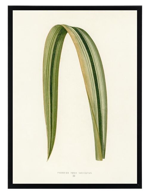 Poster Planten - Phormium
