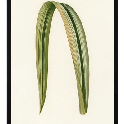 Póster Plantas - Phormium