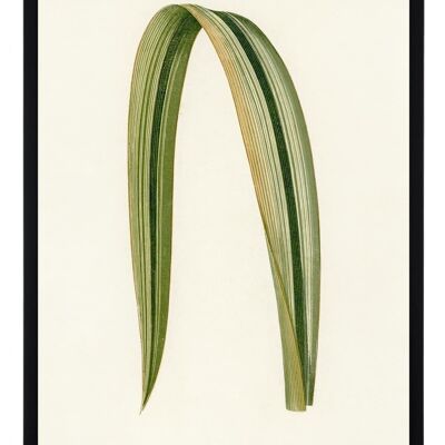 Poster Plants - Phormium