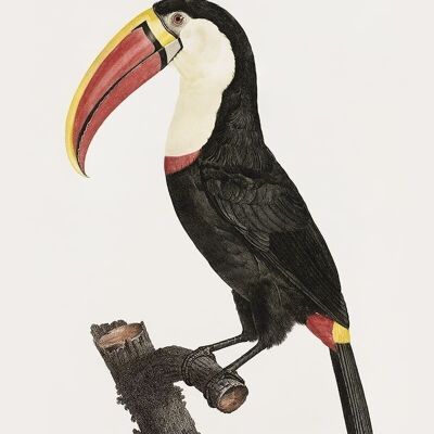 Poster Tucano vintage - Animali