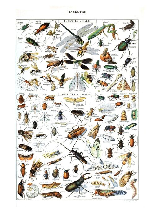 Poster Vintage Insecten