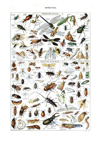 Affiche Vintage Insectes 1