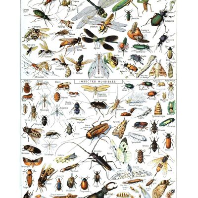 Poster Vintage Insecten