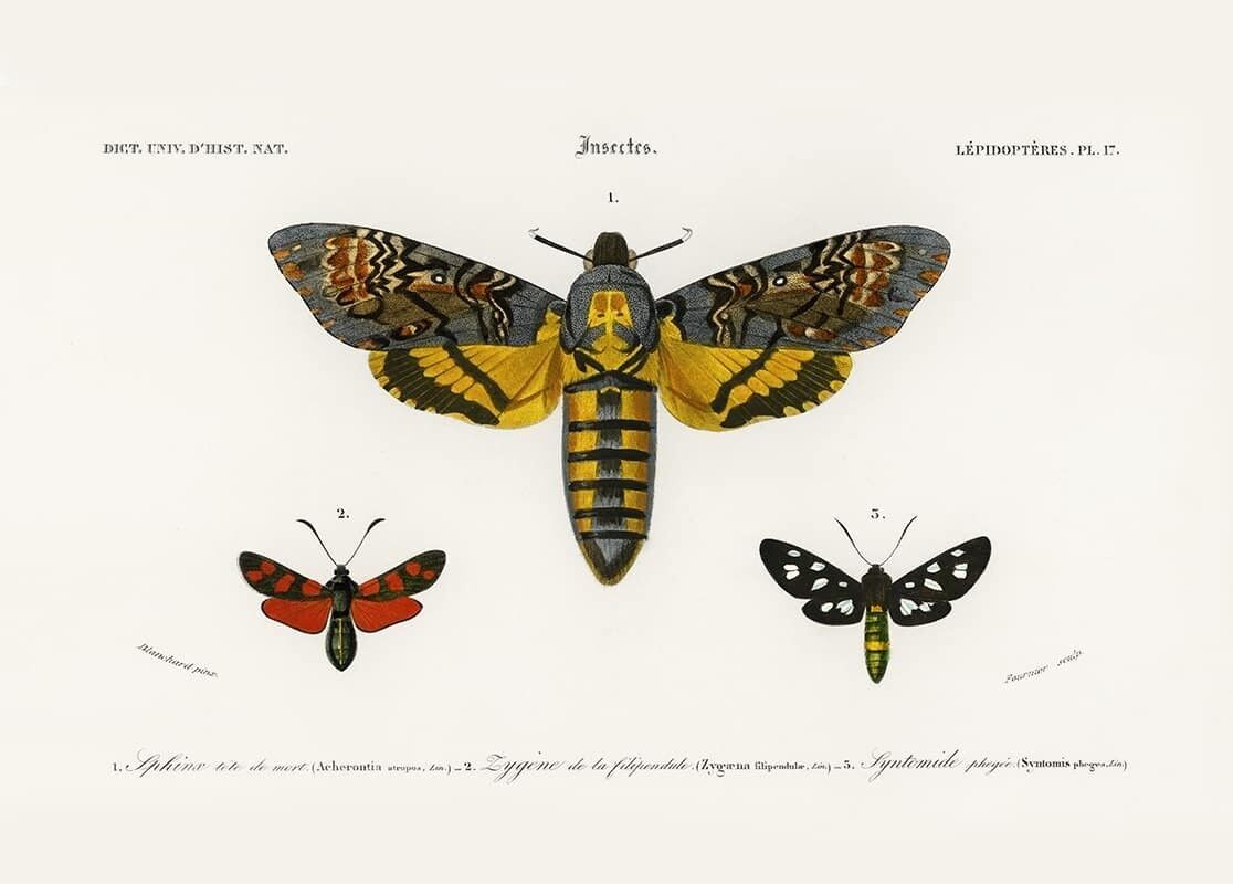 Poster Vintage Insekten