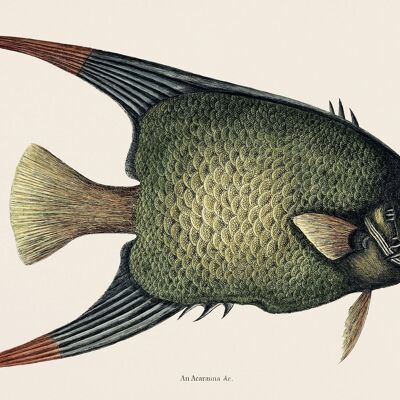 Poster Big Fish - Animali