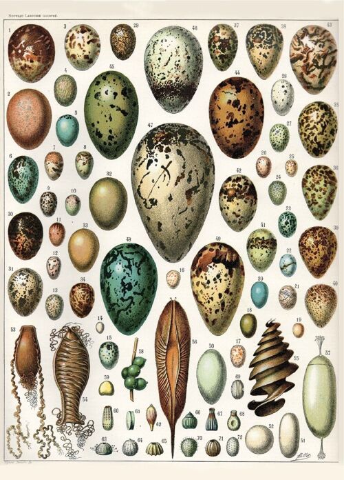 Poster Vintage Eieren - Millot