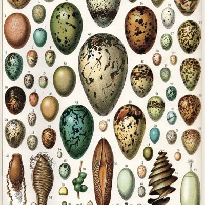 Poster Vintage Eggs - Millot