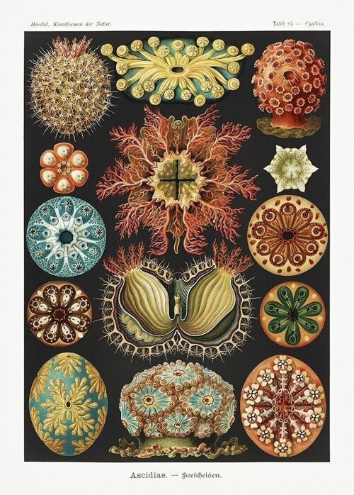 Poster Ernst Haeckel - Ascidiae