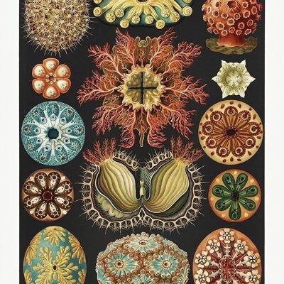Affiche Ernst Haeckel - Ascidies