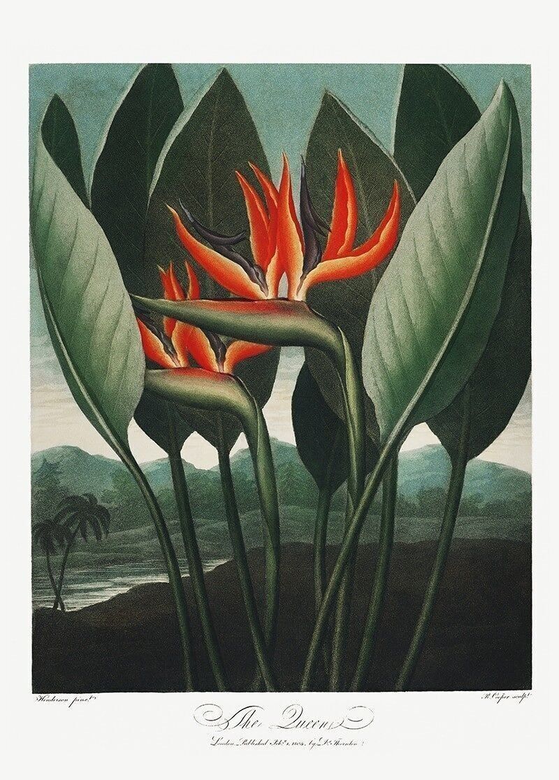 Póster 'La Planta Reina' - Templo de Flora