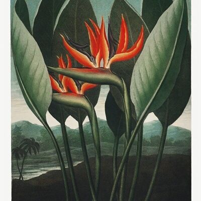 Affiche 'La Reine des Plantes' - Temple de la Flore