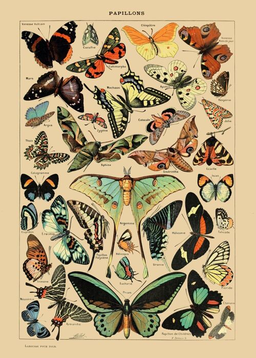 Poster Vintage Vlinders