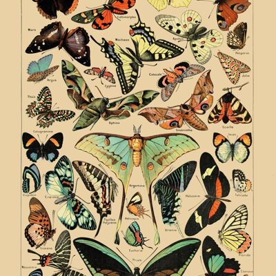 Póster Mariposas Vintage