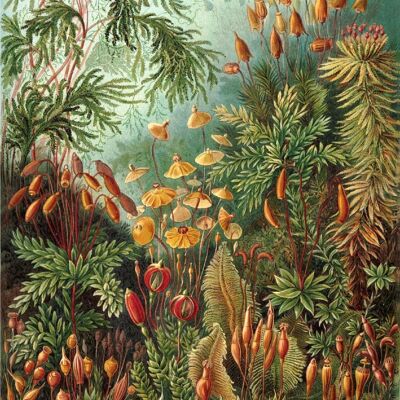 Affiche Ernst Haeckel - Muscinae