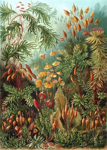 Affiche Ernst Haeckel - Muscinae 1