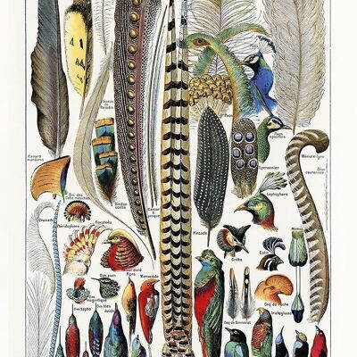 Poster Vintage Feathers and Animals