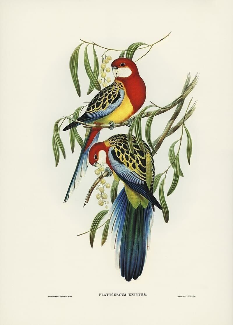 Poster Vintage Sittiche - Tiere