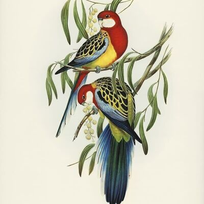 Poster Vintage Parakeets - Animals