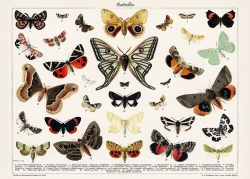 Poster Vintage Vlinders - Dieren