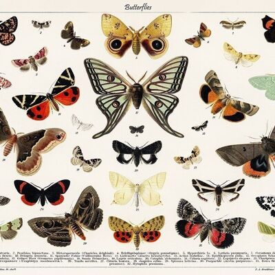 Poster Vintage Vlinders - Dieren