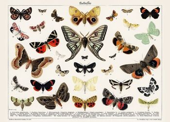 Affiche Vintage Papillons - Animaux 1