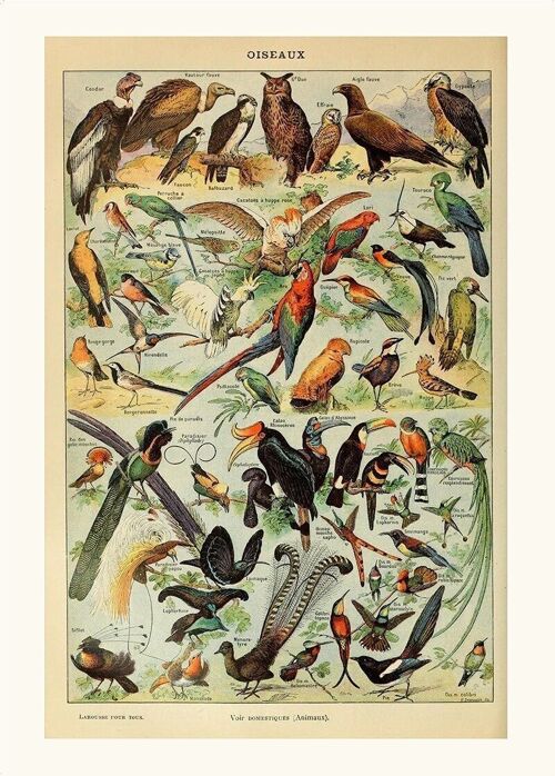 Poster Vintage Vogels - Millot