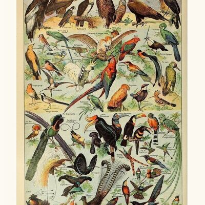 Póster Vintage Birds - Millot