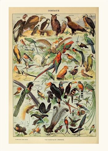 Affiche Vintage Oiseaux - Millot 1