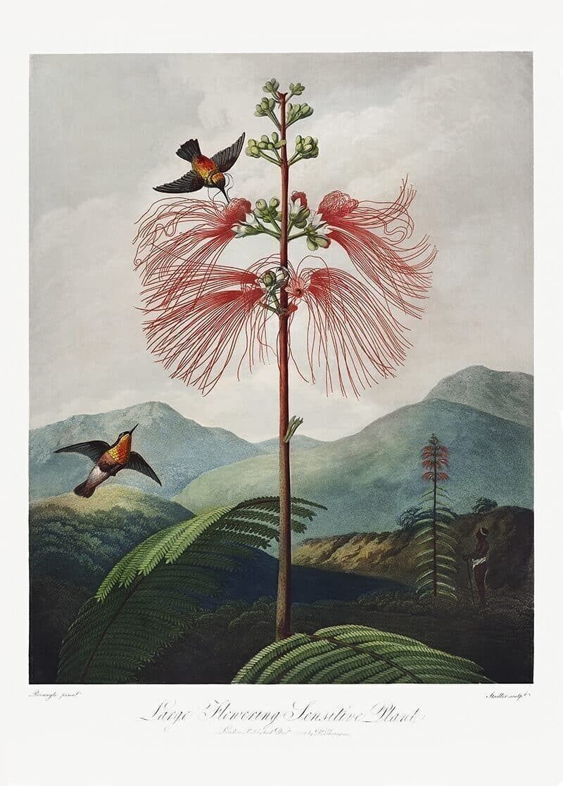 Póster Robert J. Thornton - El templo de Flora